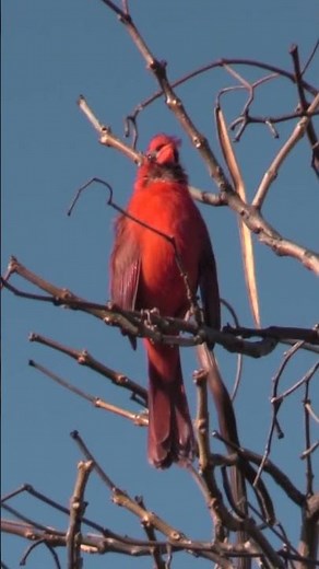 Male Cardinal Bird Call #shorts