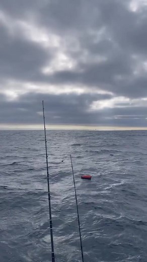 This was so exciting 😆 #kellyyoung #tuna #spearfishing | Kelly Young