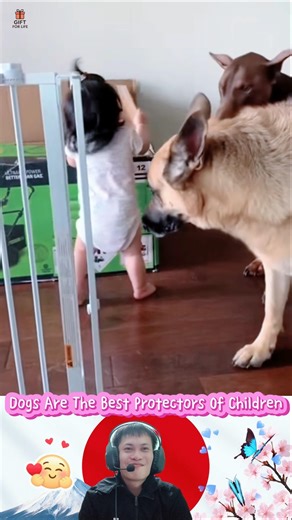 Dogs are the best protectors of children💕🐶👶🐾💕#dog #protect #baby #love #bestfriend #shorts #foryou