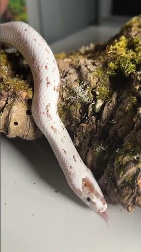 Coolest Corn Snake Morph Ever?