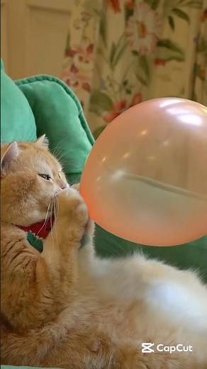 Cat Blows a Balloon 🎈😹 | Funny Reaction When It Pops! #catshorts #funnycat #catvideos #cat