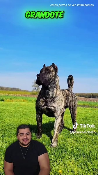 Perros Intimidantes: Conoce a los Más Poderosos