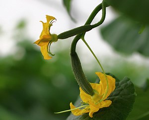 Sahara Forest Project Grows Food, And Biofuel - CleanTechnica