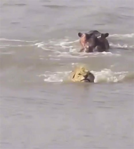 Hippo Attacks Lion During River Crossing