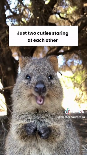 Discover the Quokkas of Rottnest Island