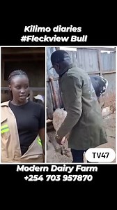 223K views · 2.2K reactions | FLECKVIEH BEEF FARMING Fleckview has...