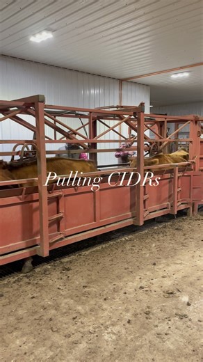 We bred cows for fall calving last week which means we had to pulls CIDRs! For our cows, we pull 60-66 hours prior to AI breeding. We also give a shot of Lutalyse at that time. This is part of the 7 day CIDR protocol we follow for our timed AI schedule. The goal is to sync as many of the cows as possible so we can catch them AI. We then put a bull out to cover anything that was missed. #breeding #redangus #angus #ranchlife #artificialinsemination #cidr | Bieber Red Angus Ranch