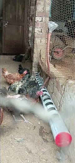 murgy jogar🐓🐔🦃🌿🌿🎊#shortvideo #tiktok #tiktokvideos #love #omletarcade