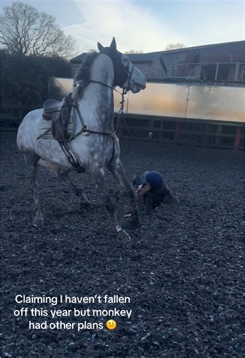 Why do I always fall off the same way but I was not expecting that, that’s my excuse…. Anyways today we had a quick jump after our hack bar the fall he jumped well before and after him being a bully but we move… hopefully he’ll be good indoors tomorrow but with monkey I can only hope #equestrianfail #funny #fyp #naughtyhorse #showjumper