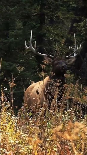 Ryan Lampers’ Epic Wyoming Bull Elk Bowhunt | Full Episode on Gritty Films
