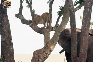 3.4M views · 87K reactions | Big Cat Story - [ हिन्दी डाक्यूमेंट्री ] Part 32 , #nature #animals #documentary #discovery #wildworlddocumentary | Wild World | Facebook