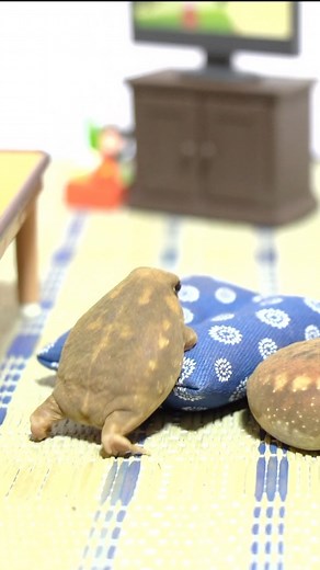 パンパムーニー on Instagram: "The cute life of Rain frogs😊 アメフクラガエルの可愛い生活😊 #rainfrog #commonrainfrog #bushveldrainfrog #brevicepsadspersus #frog #amphibian #frogsofinstagram #アメフクラガエル #饅頭蛙 #frogmeme #amphibian #両生類 #蛙"