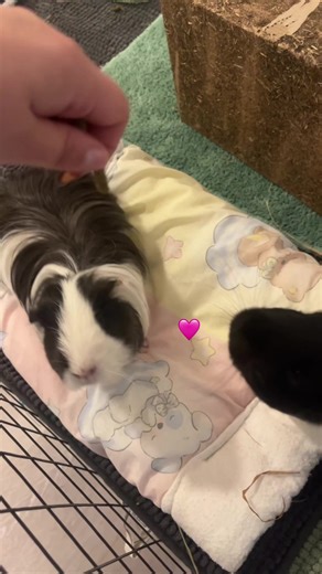 Guinea Pig Love: Adorable Moments Captured