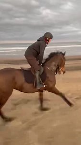 6.1K views · 529 reactions | What a big strong sort SPECIAL RATE is, Tommy has had him to the beach as he bids for a hat trick today at Hexham in the 2.25 - his first time chasing  | Philip Kirby Racing | Facebook