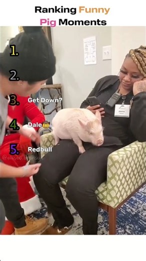 Funniest Pig Moments Ranked 🤣 | Farm Comedy