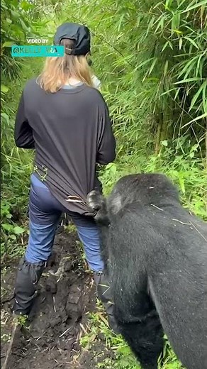 Gorilla Trekking In Rwanda #gorillas #rwanda
