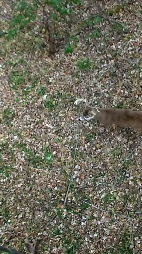 Giant Buck under the TREE #outdoors #hunting #bigbuck #fyp