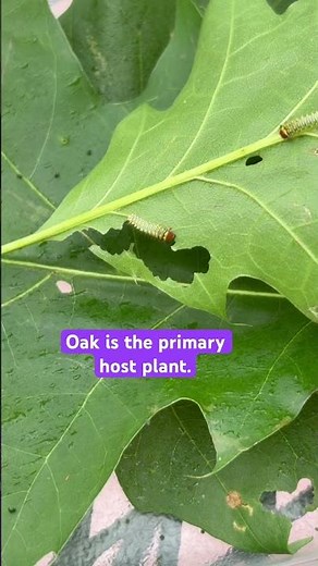 Polyphemus caterpillars! #caterpillar #insects