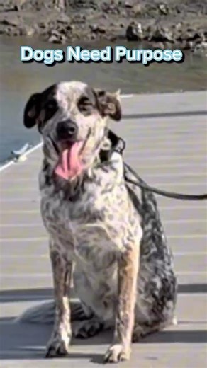 Meet Gus 🧠 | High Energy With a Job