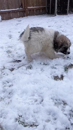 Puppies playing in the wet wet 💦 Nebraska ❄️ Snow! #greatpyrenees #lgd