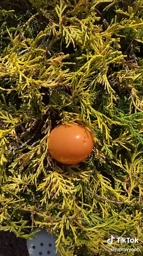 Donald and Mickey on TikTok