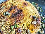 How to make a tasty grilled sunflower head