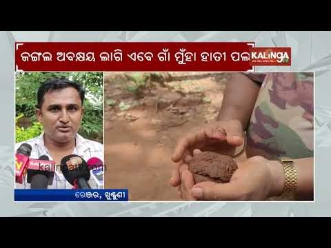 Cuttack: Forest Department uses seed bombs to grow more bamboo trees in forests to feed elephants