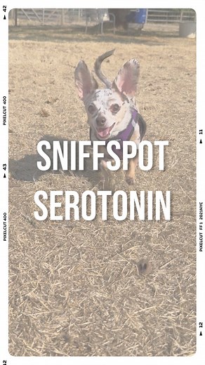 205K views · 17K reactions | O my Dog, the gossip here! ☕️ #ad A @sniffspots success!! Use our code chiweenie_5off and get $5 off ur first booking! Rent out a fully fenced yard and see the smile grow on your pups face 凉 Happy bookings! #chiweenie #sniffspot #happydog #dogsmile #dogrun #dogmom #tiredween #chiweenielife #spoileddog | Hazeltheminiwiener | Facebook