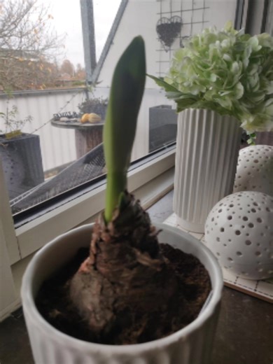 Min kære farmands smukke amaryllis skyder med blomst 🌟🌱🤍 | Helle Nielsen