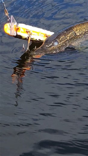 BLIND PIKE! #eyes #northernpike #nature #2026 #wild #life #wildlife #fishing #fish #tough #animals