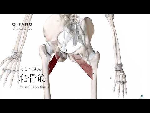 恥骨筋の解剖学図｜musculus pectineus)｜筋肉辞典#86