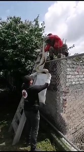 154K views · 974 reactions | ⚫️ ENCUENTRAN ENORME SERPIENTE EN ÁRBOL DE SANTIAGO IXCUINTLA Una enorme serpiente fue encontrada sobre un árbol en la localidad de Villa Hidalgo, Santiago Ixcuintla. De acuerdo con el medio XHKG, la serpiente midió poco más de dos metros; y la hallaron muy cerca de un centro comercial. Por último fue llevada a su hábitat natural. #LoViEnStudio21 Video | XHKG | Studio 21 Nayarit | Facebook