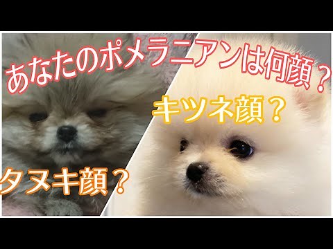 Explaining the three criteria for Pomeranian fox face, raccoon face, and ○○ face!