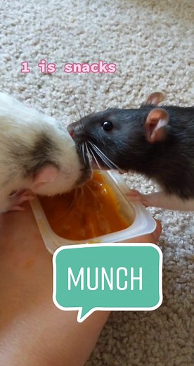Baby Rat Eating: A Snack Time Story
