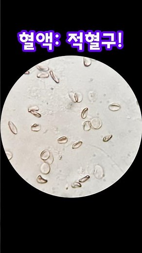 현미경으로 본 적혈구! #적혈구 #현미경 #RedBloodCells #Microscope #과학실험 #ScientificExperiments