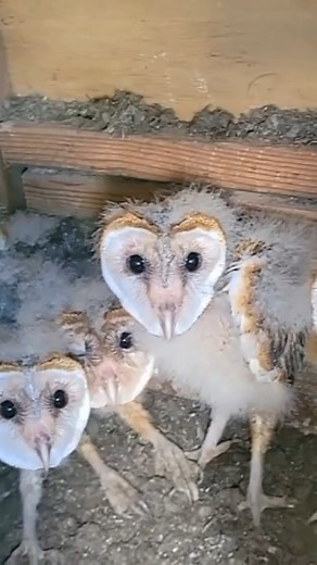 Ghost owl? 👻🦉 We hope not! While they're a little spooky-looking, we're excited that these state-endangered barn owlets have made a home in Madison County! Earlier this fall, Madison County Conservation Board staff spotted the owlets in two nest boxes they installed on their wildlife areas. Why are they endangered in Iowa? Loss of habitat plays a factor. Barn owls need open grasslands like hay fields, pasture and prairie for finding mice and voles to eat, and nest in closed spaces like tree ca