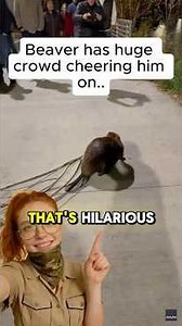 Audience Watches Beaver on the Job