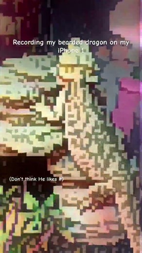 Recording my bearded dragon on my iPhone 1 #funny #beardeddragon