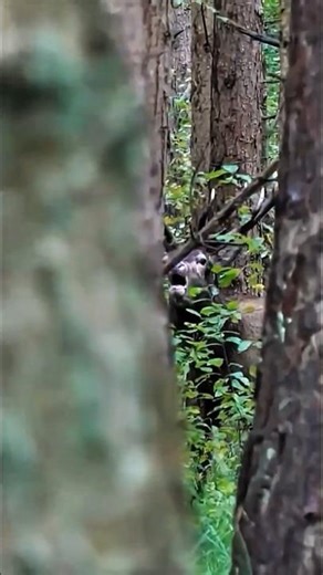 Hunter Calls the Deer… and the Deer Calls Back! 🦌🔥 #WildMoment #DeerCalling