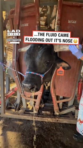 2.3M views · 19K reactions | We flushed a bull's horn and the juice came out its nose 勞 #cows #cattle #farming | LADbible | Facebook