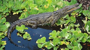 Killer Nile crocodiles in Florida? It's possible