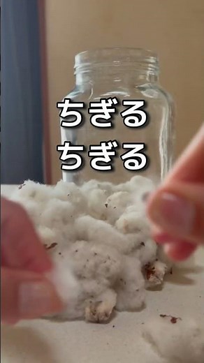 綿の木から収穫した綿をどうかしたい！#雨の日の過ごし方 #filmora #家庭菜園 #綿 #綿素材 #綿花 #手作り#50代 #ひとり暮らし #農業 #雨の日#猫ヒゲ