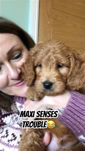 Maxi senses trouble ahead☹️#shihpoo #cockapoo #newpuppy #dogmom #dogmum #dogslife #cutedogs #doglife