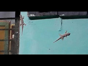 House Lizards Catching and Eating Mosquitos on Wall, House Lizards Crawling on Wall In India, Lizard