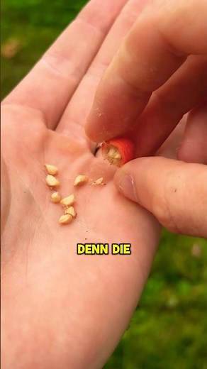 Make itching powder from a plant?😂 #itchingpowder #countrychild #childhood #prank #rosehip