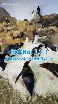 日本で唯一！10種のペンギンに会えるパーク🐧