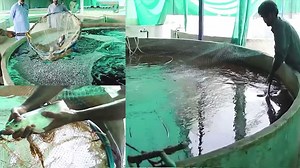 70,000 Ke Setup Se Ghar Me Fish Paal Kar 1.5 Lakh Kamayen - Women Biofloc Kese Start Kar Sakti Hain? #FishFarming #FishTank #FishFarmingBusiness #Biofloc #Lahore | UrduPoint Videos