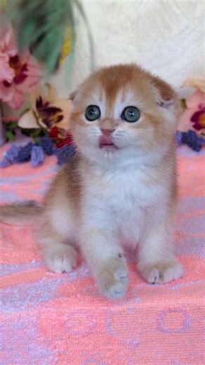 Eva Scottish Fold Black Golden Female