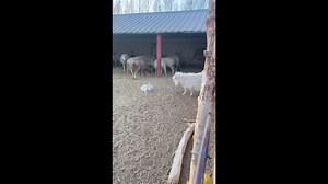 Rabbit repeatedly chases Angora goat inside barn in Inner Mongolia, China