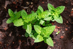 Is your potted mint dying? Try this simple tip for leaves all year round - Netmums